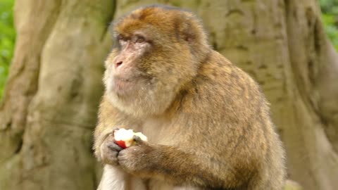 A monkey eating an apple is a fascinating sight to behold