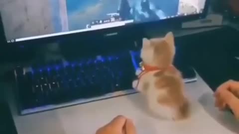 Gamer cat