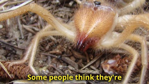Meet the Camel Spider AKA The Deadly Wind Scorpions
