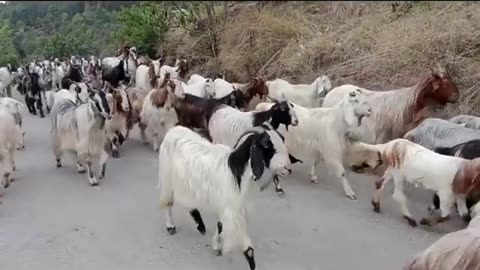 Kashmir'goats