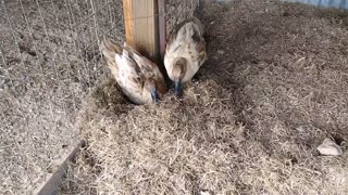 Mom and Dad Ducks Protecting Eggs