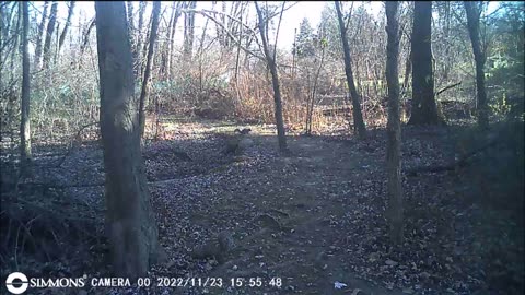 Backyard Trail Cams - Gray Squirrels