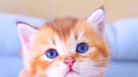 Cute Kitten 🐈