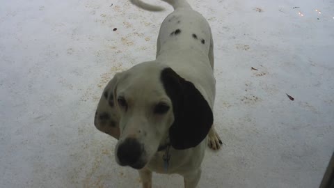 Amelia - My Coonhound Baying - Christmas 2021