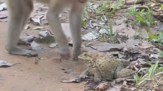 the monkey and the frog amazing this video!