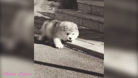 Cute Baby Alaskan Malamute