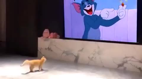 kitten watching tom Jerry and scare 🤣🤣🤣