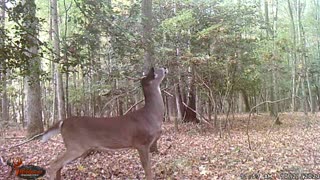 Whitetail Deer