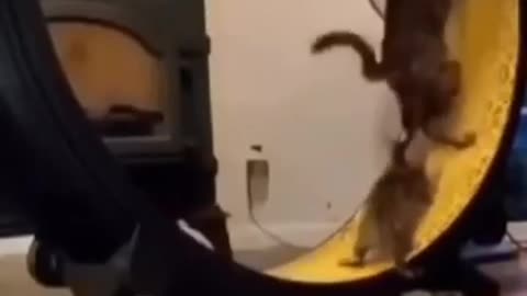 Silly cat jumping at the roller|