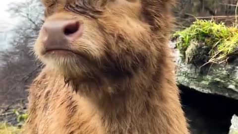 adorable and fluffy highland cow! 🐮