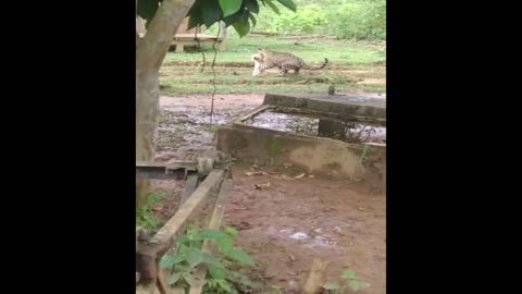 jaguar captures dog in brazilian pantanal