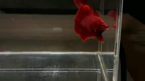 Betta fish HMPK super red