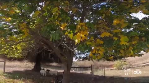 Babe's Bird Farm is a local turkey farm facing hurdles this holiday season