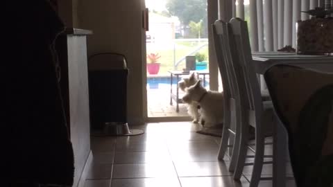 Excited Westie Wants Her Dad to See Something