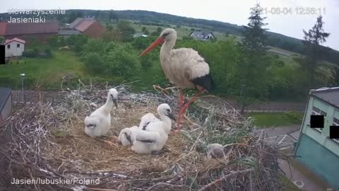 Stork kills chick - A kis fióka szelektálása - Jasienia /polish, lengyel