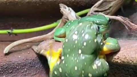 These two frogs are so funny that they are actually fighting