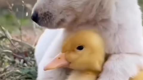 Cutest video of the animal #viral#funnyvideo#motivational#trending#supportme