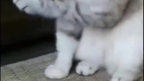 Funny video cat