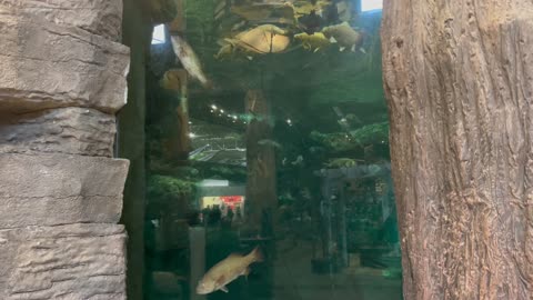 Bass Pro shop aquarium