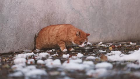 An orange cat came out of its hole to eat