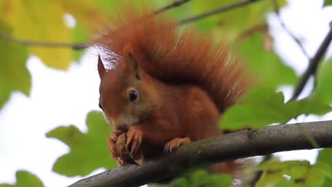 Red squirrel eating a nut