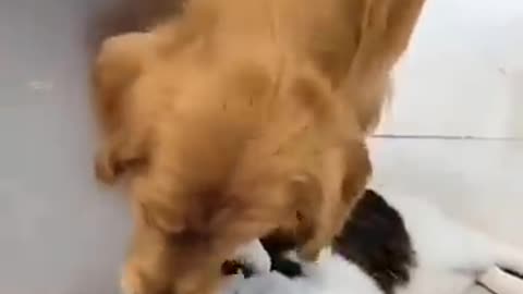 Unlikely friendship cat and dog duo