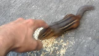 The Friendliest Chipmunk