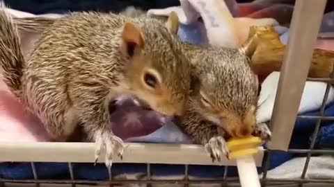 yt1s.com - funny animals funny animal videos funny animals fails laugh best funny videos Shorts