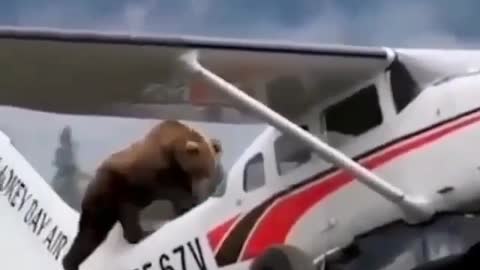Large grizzly brown bear climbs onto airplane
