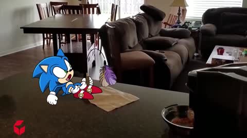 Sonic l,dont touch my food, cat dont want to share food, 🐈🐱sonic in real life funiest🙀