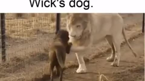 Lion: I'm the king of the Jungle. Dog: And I'm John Wick's dog.