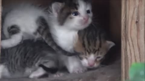 Newborn Kittens Meowing I Cute Cat Video Funny dog & cat videos