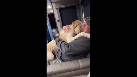 Sweet Goldendoodle preciously hugs owner on command