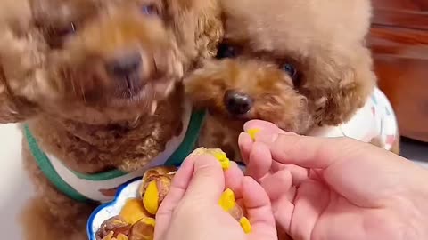 Cute English Sheepdog steals the eting with her adorable appearance.