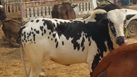Sahiwal Bull and cow price in Mandi Iqbal Nagar