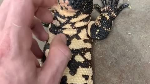 Gila Monster love!!