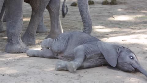 Baby elephant determined to get up and walk