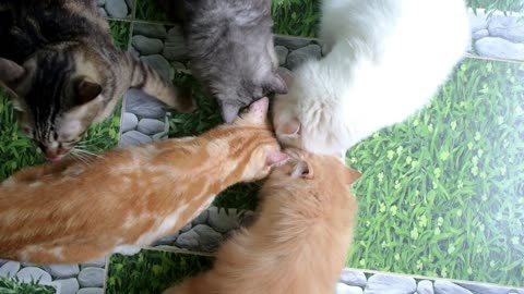 Top View of Group of Cats Eating form Same Bowl