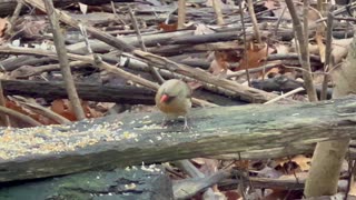 Cardinals Birds of Toronto