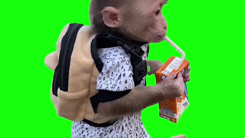 Monkey With Juice Box Meme | Green Screen