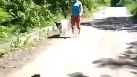 Cat instinct when facing danger