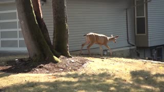 Doe and Her Fawn