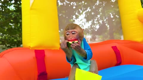 Monkey baby bon bon plays with chicks with swming pool