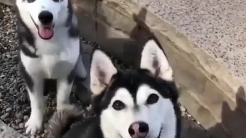 Dogs fighting with each other