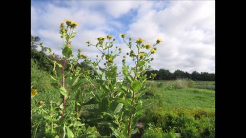 In The Heat Of August Elecampane August 2022