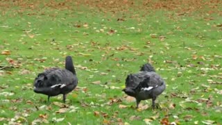 See a family of black swans in the park