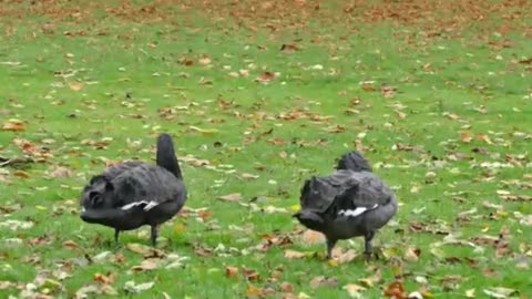 See a family of black swans in the park