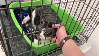 Petting a caged cat at my volunteer position