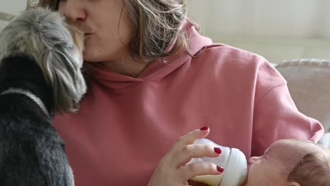 Lovely Moments Woman Are Safar Both Kissing Her Pet Dog And Feeding While Baby.