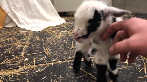 Baby goat making the cutest noise